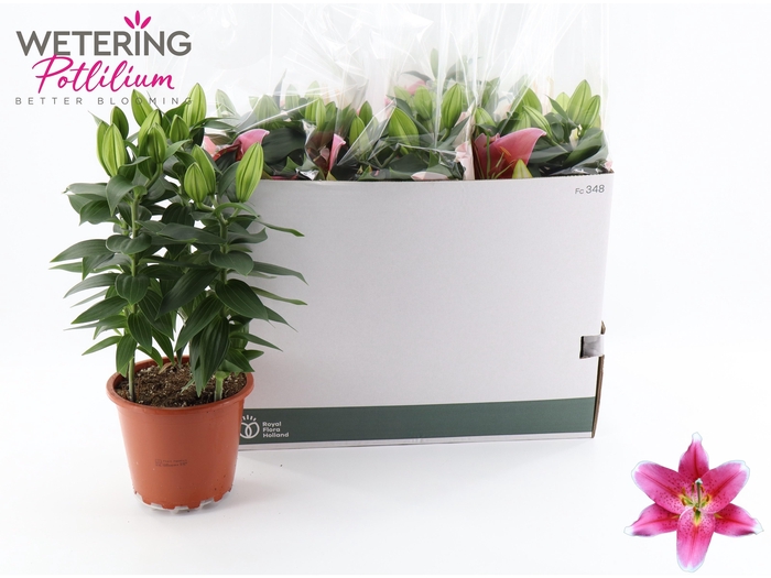 <h4>LIL OR SUNNY ROBYN</h4>