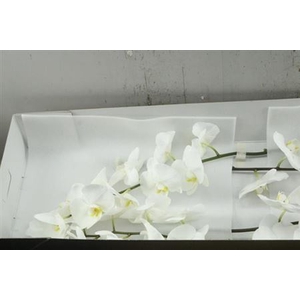 Phal Kobe