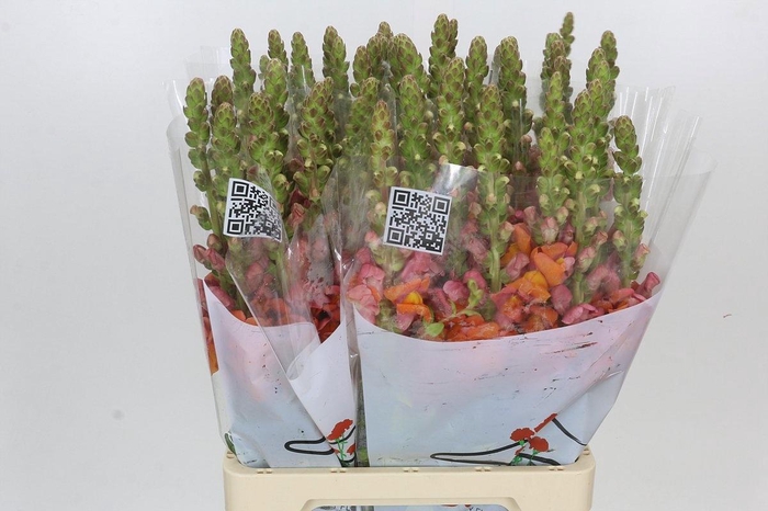 <h4>ANTIR POTO D ORANGE</h4>