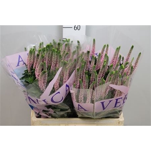 Veronica  'Smart Enjoyce'