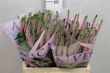 <h4>Veronica  'Smart Enjoyce'</h4>