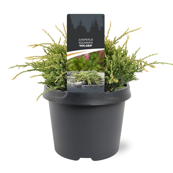 Juniperus squamata 'Holger'