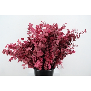 PF EUC STUART FUCHSIA BS 150GR