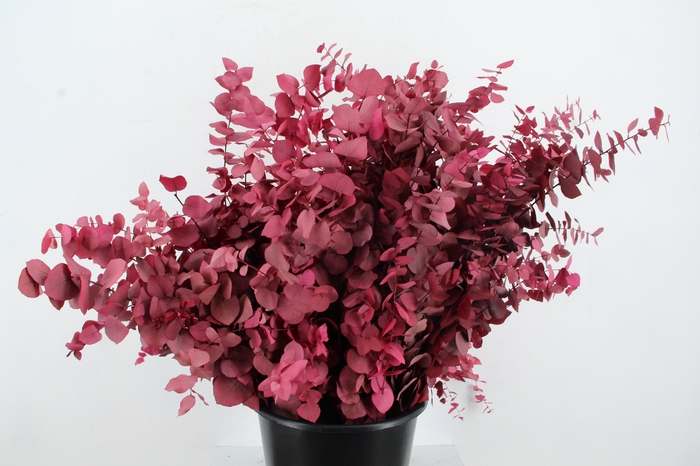 <h4>PF EUC STUART FUCHSIA BS 150GR</h4>
