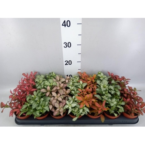 Fittonia   ...mix 7