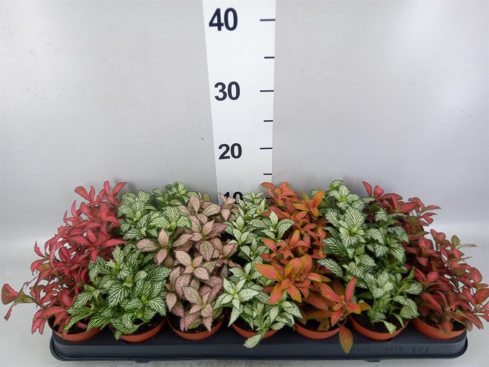 Fittonia   ...mix 7
