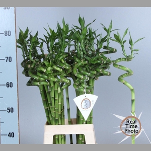DRAC LUCKY BAMBOO
