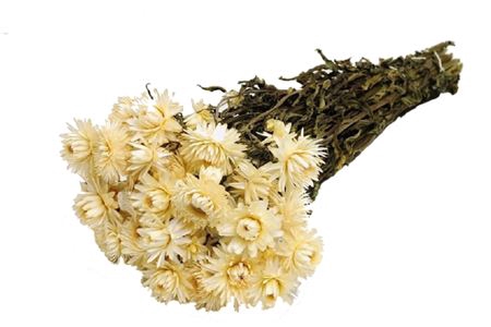 <h4>Bunch Helichrysum Slv 100g L50D30</h4>