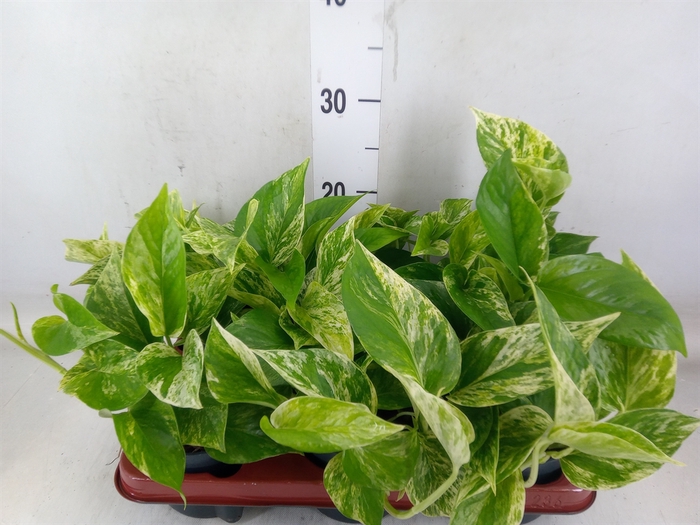 <h4>Epipremnum pinn. 'Marble Queen'</h4>