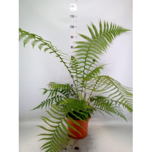 Dicksonia antarctica