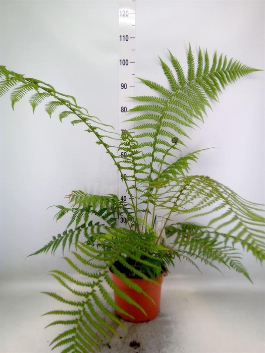 <h4>Dicksonia antarctica</h4>