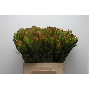 LEUCAD SAF GOLDSTRIK