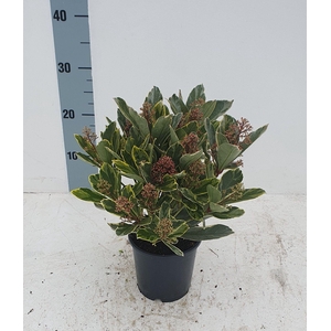Perosa 13 cm