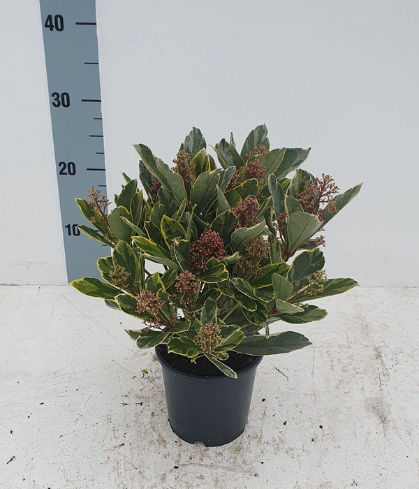<h4>Perosa 13 cm</h4>