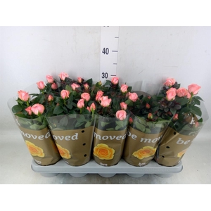 Rosa  'Candy Beau Monde'