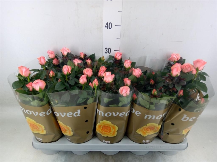 <h4>Rosa  'Candy Beau Monde'</h4>