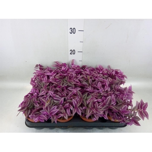Tradescantia zebr. 'Pink Paradise'