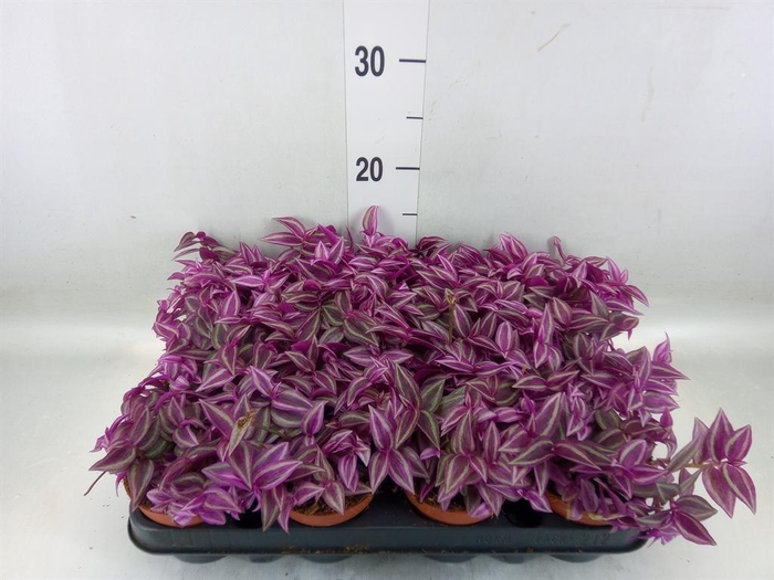 <h4>Tradescantia zebr. 'Pink Paradise'</h4>