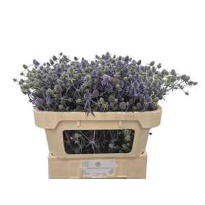 ERYN PL BLUE GLITT