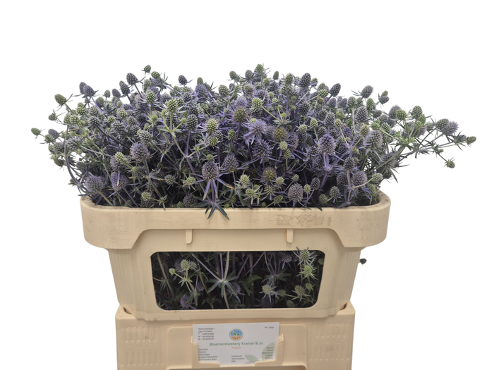 <h4>ERYN PL BLUE GLITT</h4>