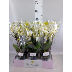 Phalaenopsis multi.   ...white