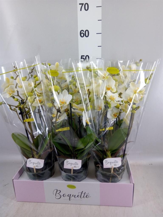 <h4>Phalaenopsis multi. ...white</h4>