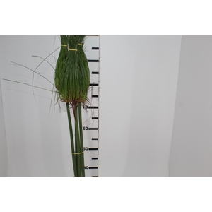 FOLH PAPIRUS 080 CM