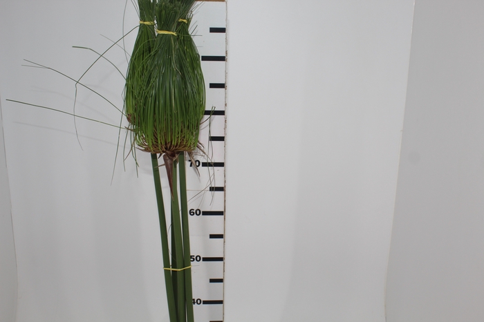 <h4>FOLH PAPIRUS 080 CM</h4>