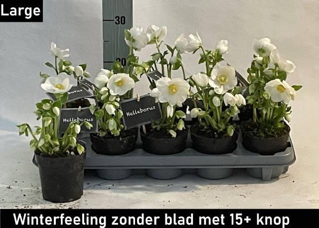 <h4>HELLEB NAKED WINTER FLEUR P11 15+</h4>