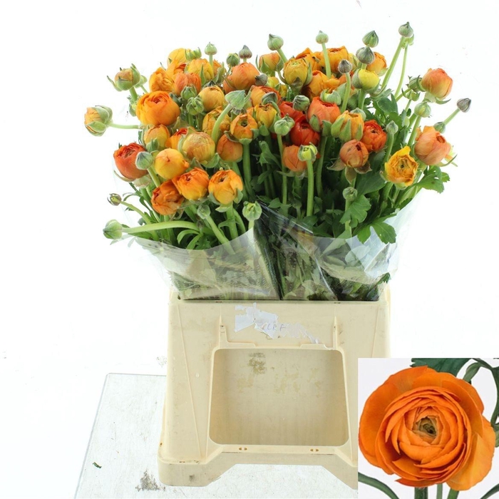 <h4>RAN EL ORANGE</h4>