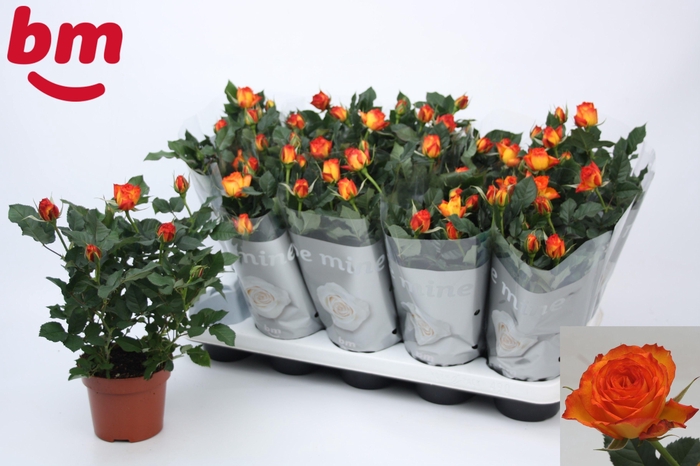 <h4>RO ESTORIL B MONDE</h4>