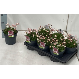 SAXIF AR MARTO P RED