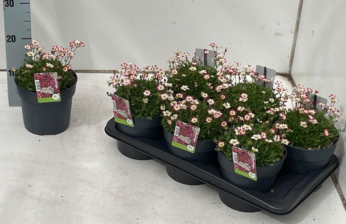 <h4>SAXIF AR MARTO P RED</h4>