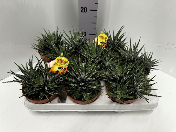 Haworthia fasciata Big Band 10Ø 17cm