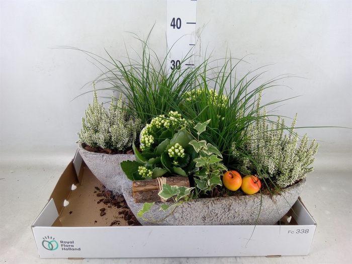 <h4>Arr.   Tuinplanten L%</h4>