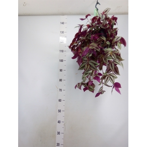 Tradescantia   ...