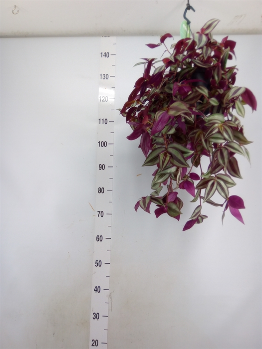 <h4>Tradescantia   ...</h4>