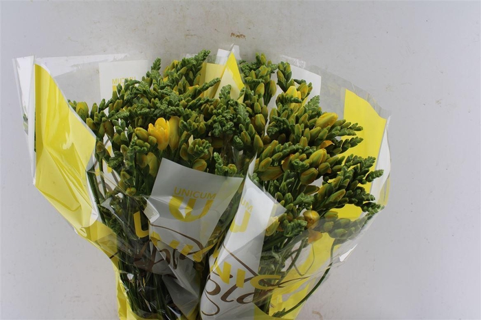 <h4>Fr Du Soleil Yellow</h4>