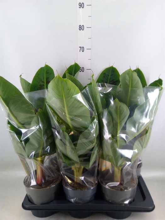 <h4>Musa  'Tropicana'</h4>