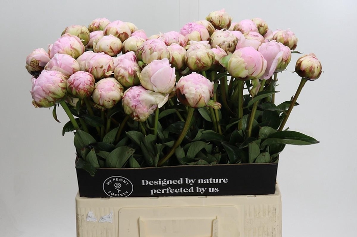 <h4>Paeonia Pillow Talk</h4>