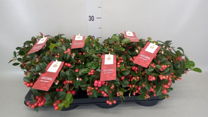 <h4>Gaultheria proc. 'Big Berry'</h4>