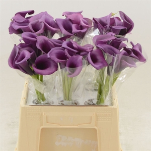 Calla Purple Moon