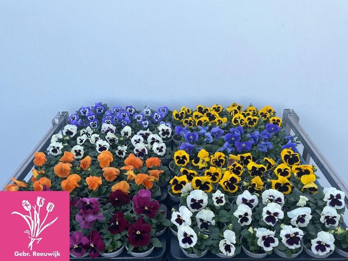 <h4>VIO F1 HYBR MIXK</h4>