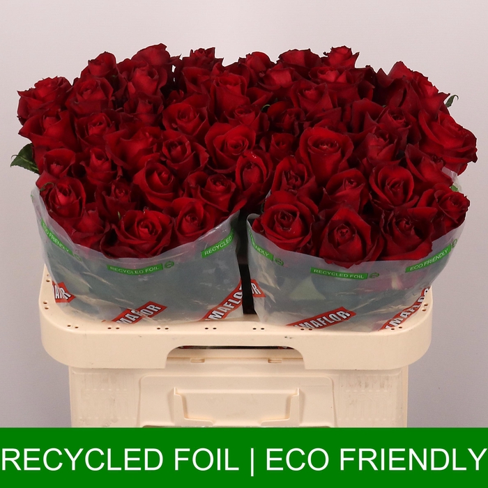 <h4>R GR EVER RED</h4>