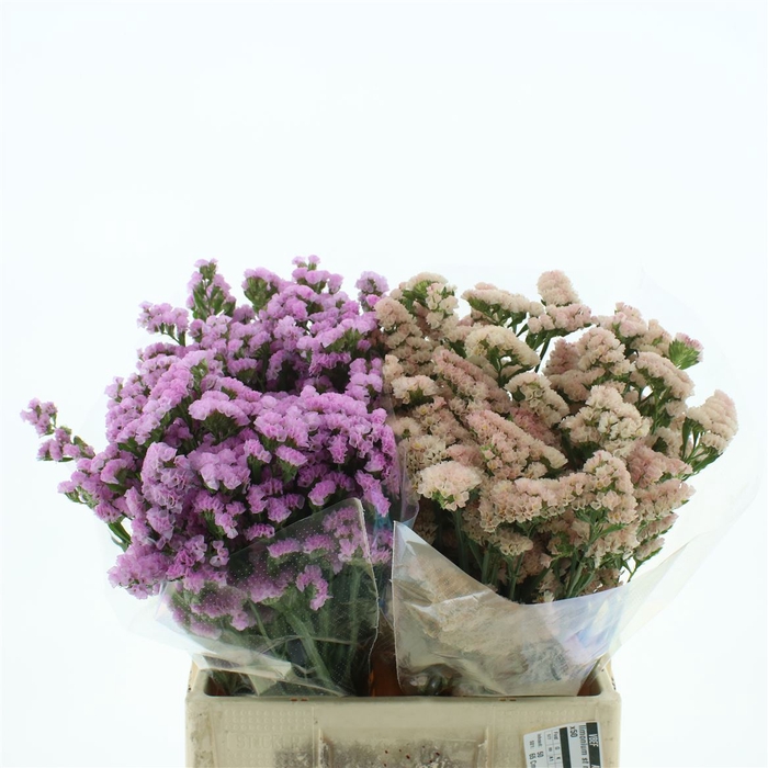 <h4>Limonium St Mix In Bucket X50</h4>