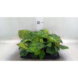 Homalomena rubescens 'Maggy'