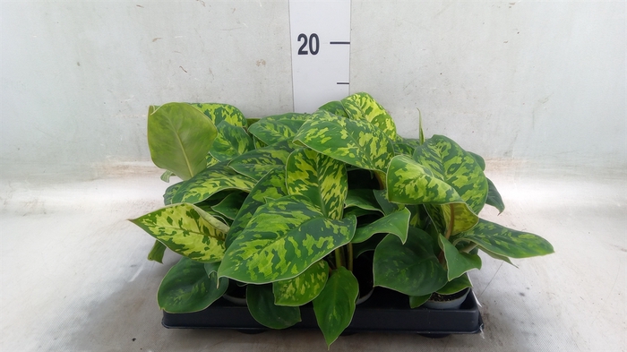 <h4>Homalomena rubescens 'Maggy'</h4>