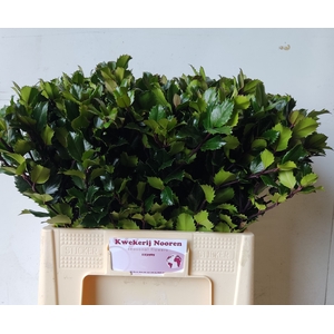 ILEX BL M BLU PRINCE