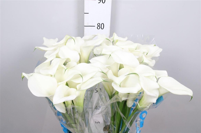 <h4>Zant Capt Ventura</h4>