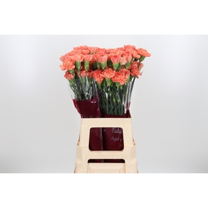 Di St Hermes Orange